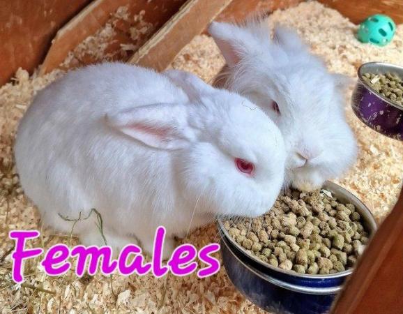 Image 1 of 1 Albino Lion-Lop Bunny For Sale