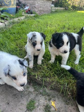 Image 5 of Border collie pups, ready from the 27th June