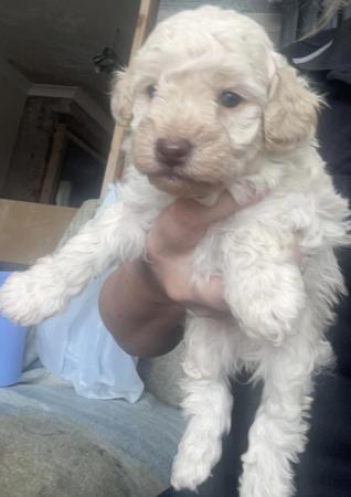 Image 11 of Toy poodle puppies for sale