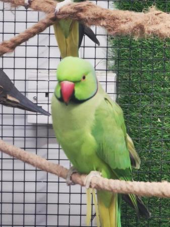 Image 4 of Beautiful ringneck parakeets parrot available