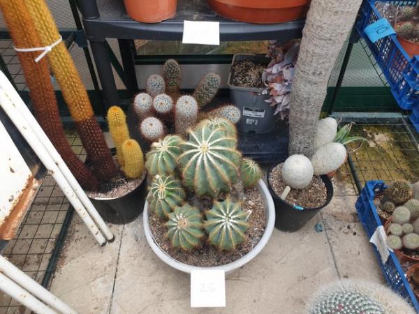 Image 3 of Cactus Plants  For Sale Newport Shropshire