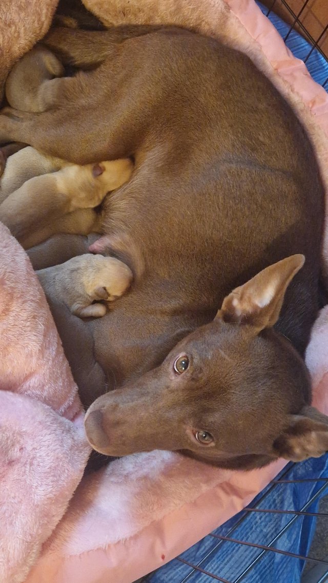 Staffy puppies hot sale north east