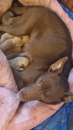 Image 1 of 7 ADORABLE STAFFY X PUPS LEFT