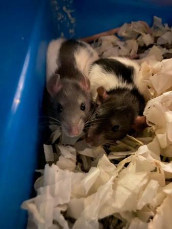 Image 4 of 2 x 1 year old female rats for re-homing with cage etc