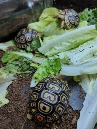 Image 4 of Leopard spotted Tortoises Babies