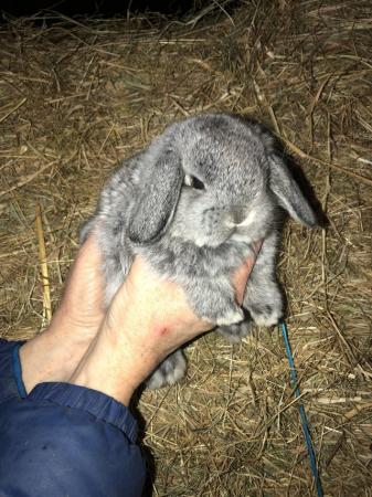 Image 4 of Mini lop kittens ready now