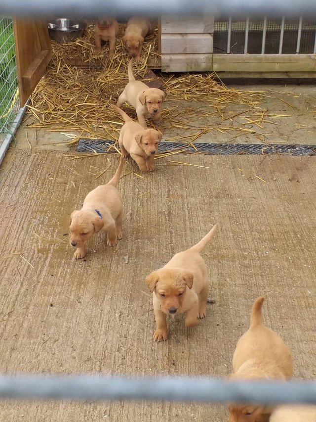 Preview of the first image of Pedigree fox red Labrador puppies 5 weeks old.