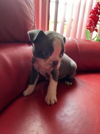 Image 21 of chunky rare colours full pedigree blue eyed Boston terriers