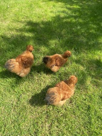 Image 2 of Gold Silkie cockerels 6 months old
