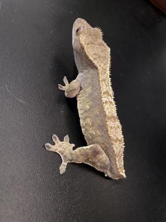 Image 2 of 2 female crested geckos with eco terra vivarium