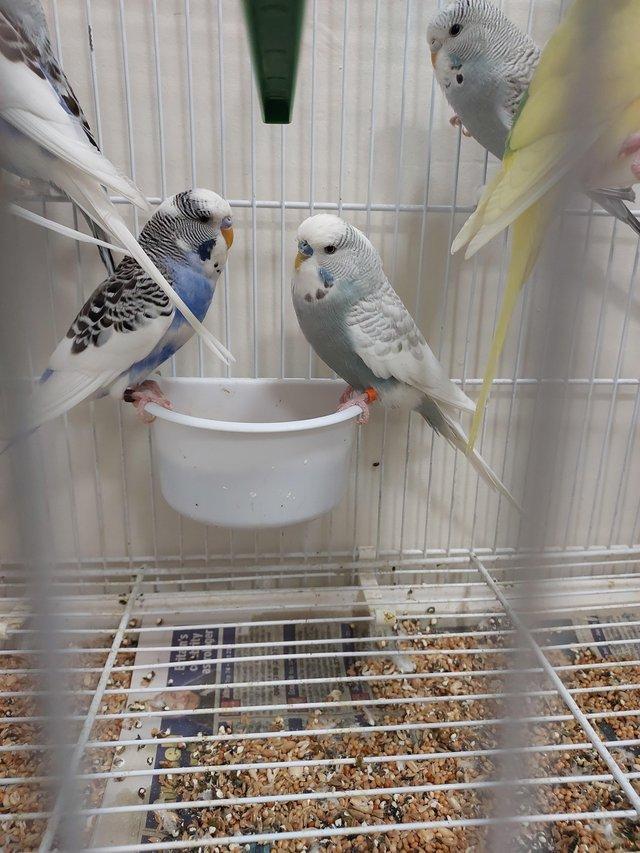 Preview of the first image of Gorgeous baby budgies for sale.