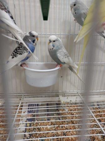 Image 1 of Gorgeous baby budgies for sale
