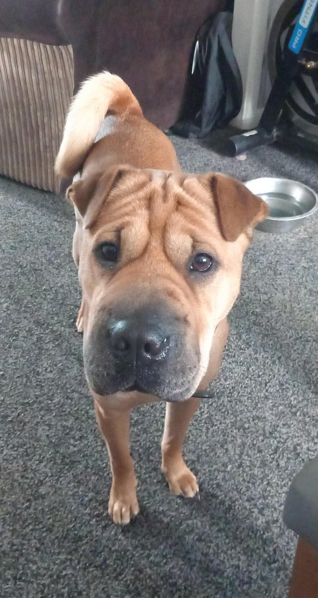 Ciao Shar Pei Bulldog Mix American Bulldog Mix Bull Arab X Shar