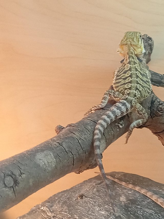 Preview of the first image of Bearded dragons looking for forever home.