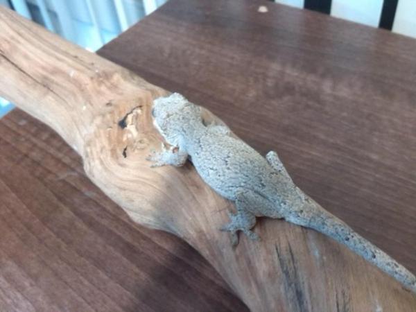 Image 5 of 2 female geckos for sale.............