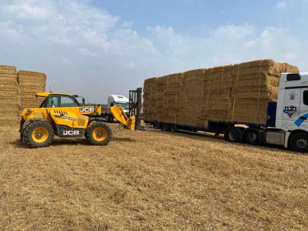 Image 1 of Straw big square bales for bedding