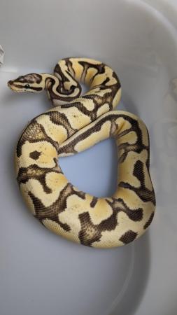 Image 18 of Whole collection of royal pythons for sale