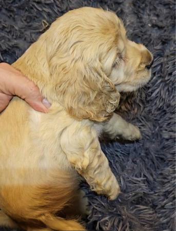 Image 10 of Show type KC Cocker spaniel puppies 8 weeks old