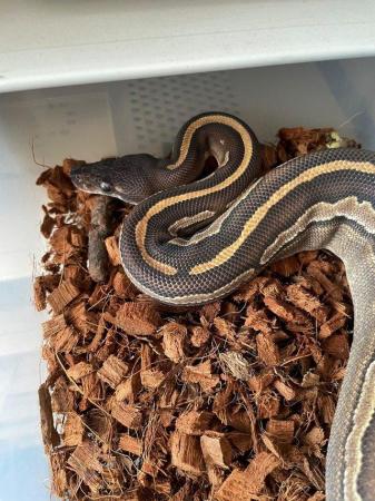 Image 5 of CB22 Female Royal python…………….