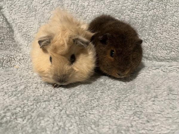 Image 11 of Male Guinea pigs for sale