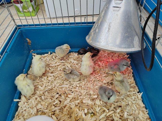 Preview of the first image of 23 X day old chicks. Mix of breeds..