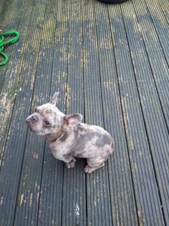 Image 6 of 22month old blue Merle french bulldog