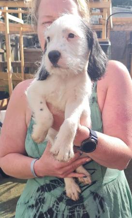 Image 17 of Spaniel cross pups 1 girl 1 boys available