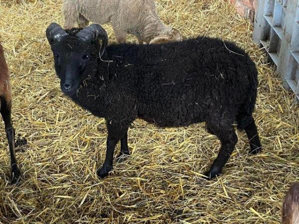 Image 2 of 3 Ram lambs Portland hebredean