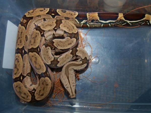 Image 2 of Suriname BCC (True red tail boa constrictor)