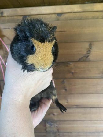 Image 2 of 5 Month Old Male Guinea Pigs