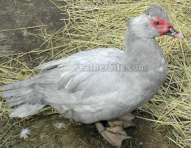 Preview of the first image of Wanted for rehoming:  Lavender Muscovy Drake.