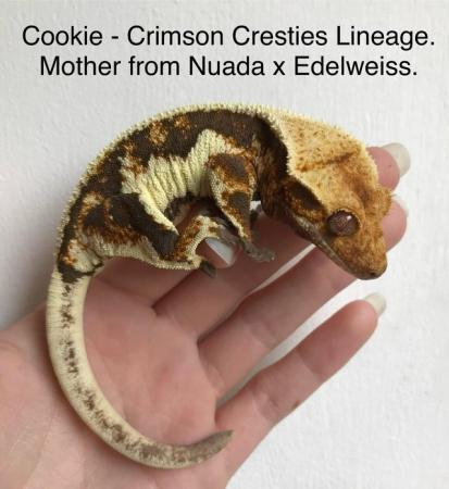 Image 2 of Friendly Hypo Lily White Crested Gecko for Sale