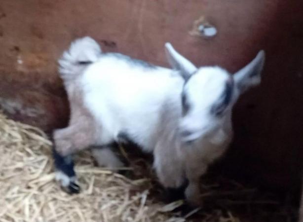 Image 2 of Pygmy Goat kid for sale - beautiful tri markings