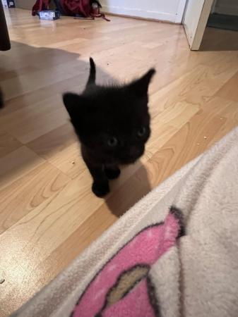 Image 5 of kitten for sale in wigan