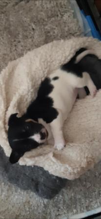 Image 3 of Adorable Miniature Jack Russell Puppy