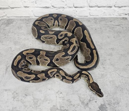 Image 5 of Ball Pythons for sale read description