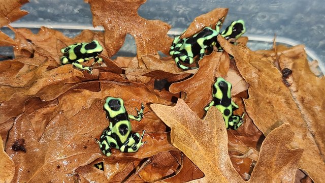 Image 2 of For sale Dendrobates auratus green froglets