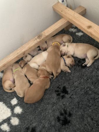 Image 6 of KC Golden Retriever puppies