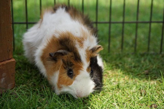 Image 1 of Baby male guinea pigs ready now