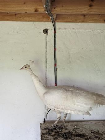 Image 3 of White peacock, hatched 2023