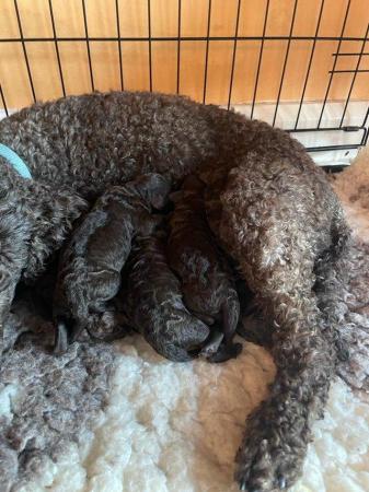 Image 8 of Gorgeous chocolate brown Miniature Poodle Puppies