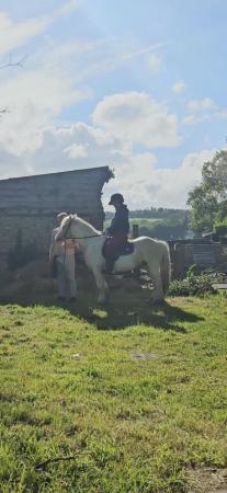 Image 1 of Gages little shadow 6yr old cob