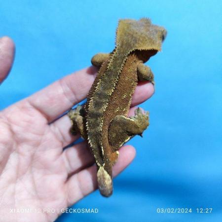 Image 5 of Brick red with portals male crested gecko