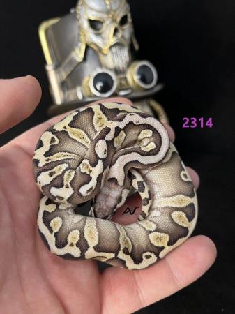 Image 5 of 0.1 GHI Butter Pastel Het Clown royal/ball python baby