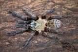 Image 6 of Adult female tarantulas for home