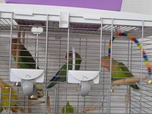 Image 4 of Gorgeous Green young Peachface Lovebirds