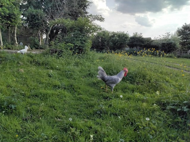 Preview of the first image of 9 month old lavender leghorn cockeral.