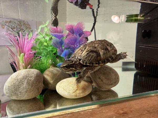 Image 6 of 3 musk turtles 18 months old