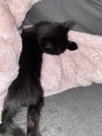 Image 4 of 13 week old Black Male kitten