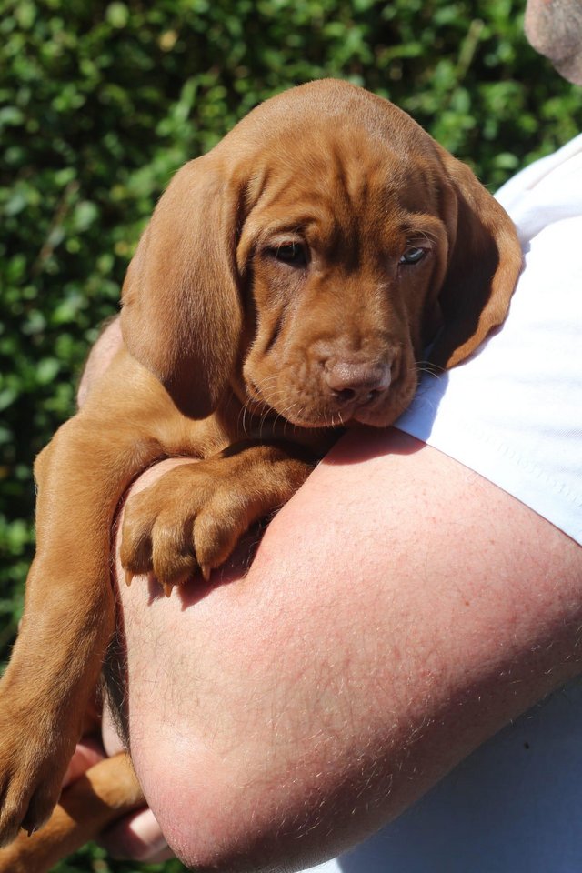 Preview of the first image of *READY TO LEAVE* KC Registered Hungarian Vizsla Puppies.